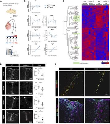 Filling the Gaps – A Call for Comprehensive Analysis of Extracellular Matrix of the Glial Scar in Region- and Injury-Specific Contexts